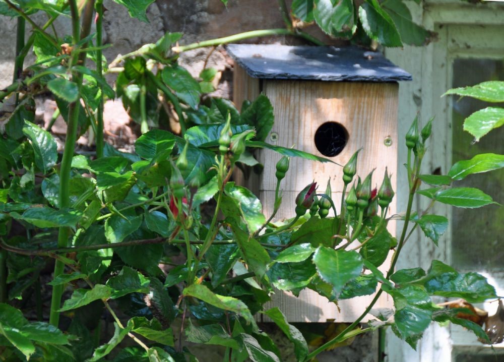 Old Mill Cottage - bird box in garden