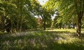 Tweedside - Milne Graden Estate with bluebell woods