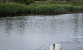 Brunton House - swans on the estate lake