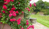 Old Mill Cottage - garden roses