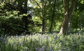 North Lodge - Milne Graden Estate with bluebell woods