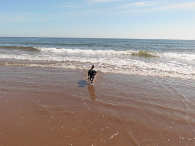 Hamish playing with his ball on Spittal Beach